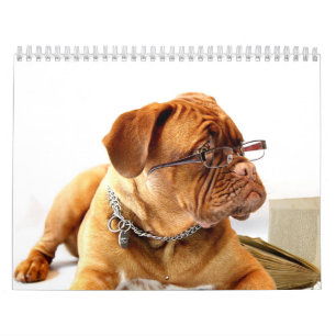 Calendrier Français Mastiff Dogue de Bordeaux Calendar