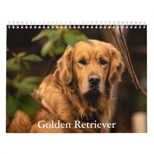 Calendrier Golden Retriever (Protection)