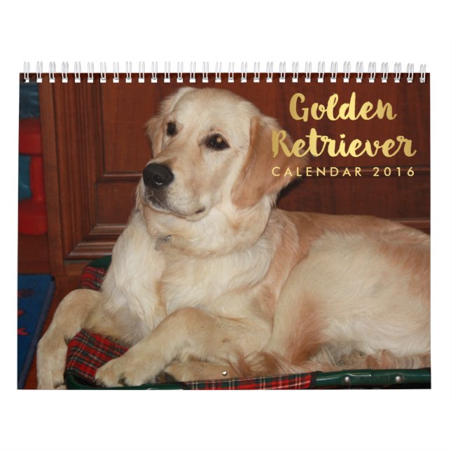 Calendrier Golden Retriever 2016 (Protection)