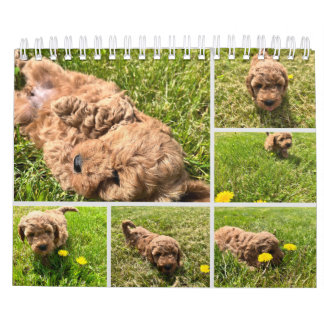 Calendrier Goldendoodle Puppy 2024