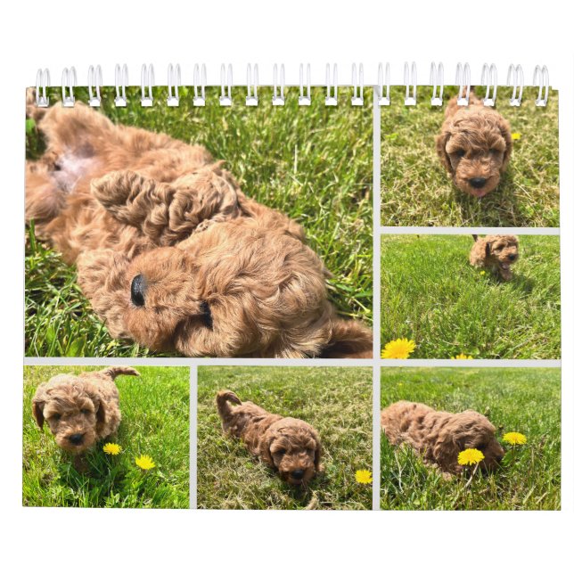 Calendrier Goldendoodle Puppy 2024 (Dos)