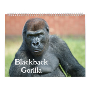 Calendrier Gorille Blackback 2026