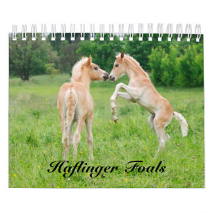 Calendrier Haflinger Foals - petite taille