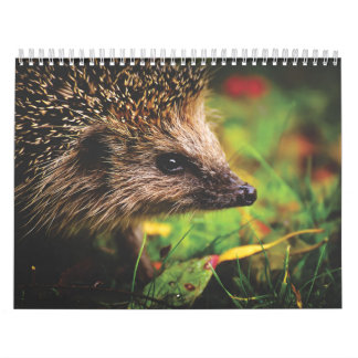 Calendrier Hérissons, Hedgehog