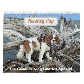 Calendrier Hershey Pup Cavalier King Charles Spaniel Calendri