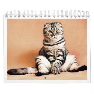 Calendrier I love cats calendar 2026