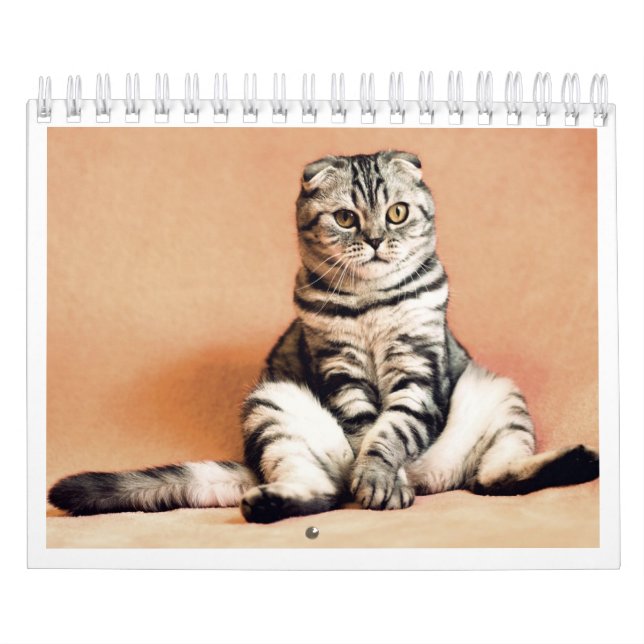 Calendrier I love cats calendar 2026 (Protection)