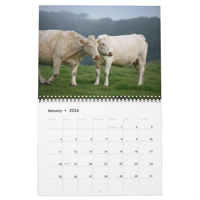 Calendrier IMG_6979, I Love Cows avec les Magnifiques... (Jan 2026)