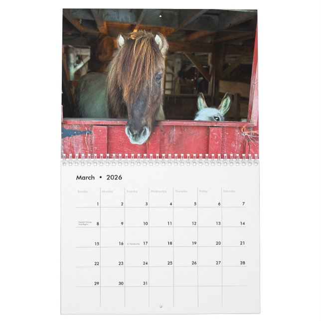 Calendrier islandais des chevaux et des petits âne (Mar 2026)