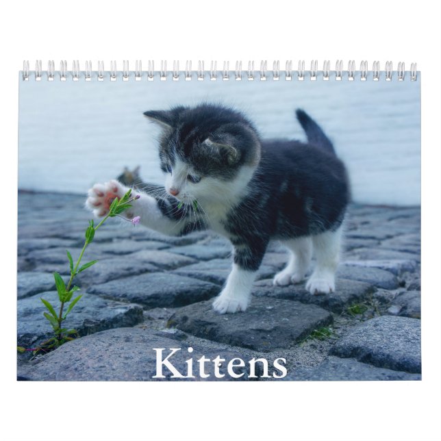 Calendrier Kitten (Protection)