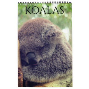 Calendrier koalas australiens 2026