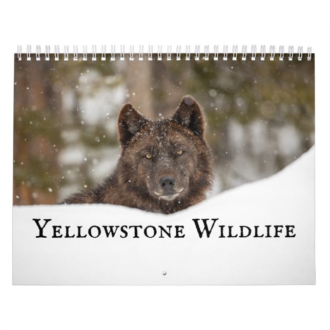 Calendrier La faune de Yellowstone (Protection)