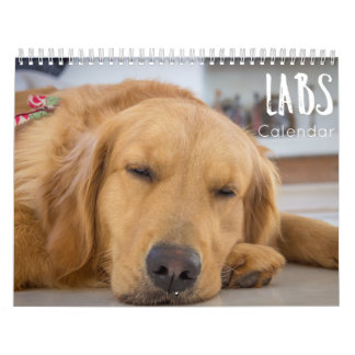 calendrier labrador 2023