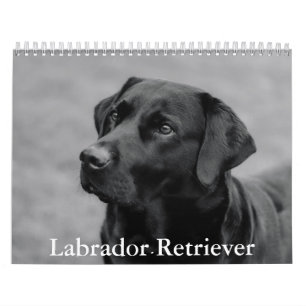 Calendrier Labrador Retriever
