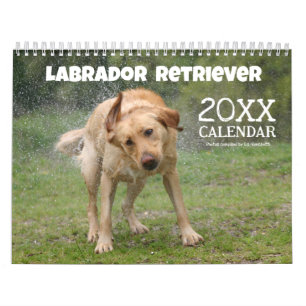 Calendrier Labrador Retriever jaune Chien mignon