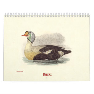 Calendrier Le canard lithographie - des oiseaux de New York -