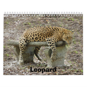 Calendrier LeopardSundari_010, léopard