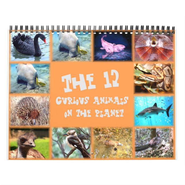 Calendrier Les 12 animaux les plus curieux de la planète (Protection)