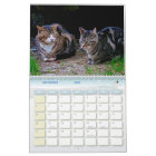 Les chats photo Feral Life 2026