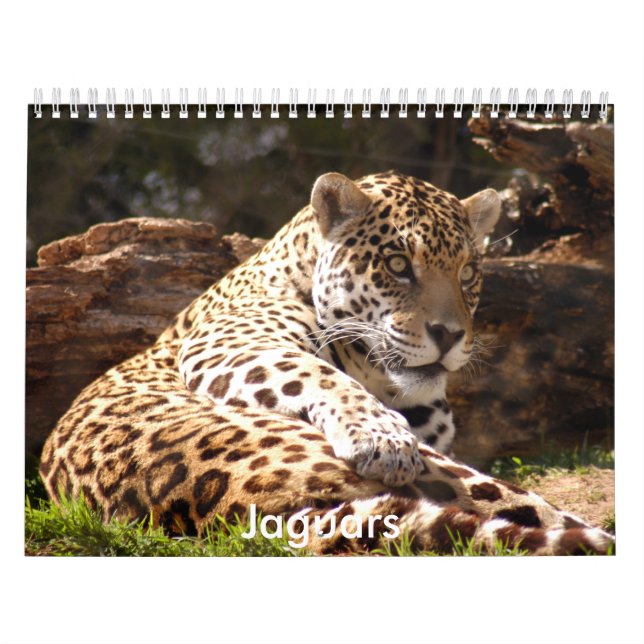 Calendrier Les jaguars classent, des jaguars (Protection)