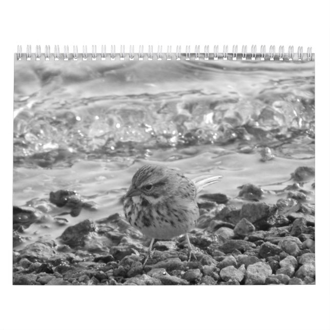 Calendrier L'escroc fotos de pájaros en de Calendario blanco (Protection)