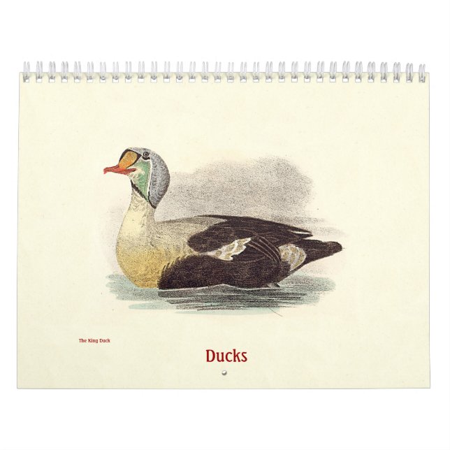 Calendrier Lithographies de canards - de Birds of New York - (Protection)