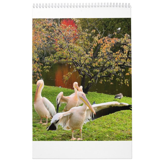 Calendrier London Pelicans of St James's Park (Protection)