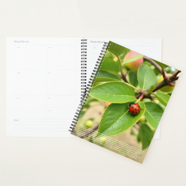 Calendrier Lucky Ladybug (Devant avec enveloppe)