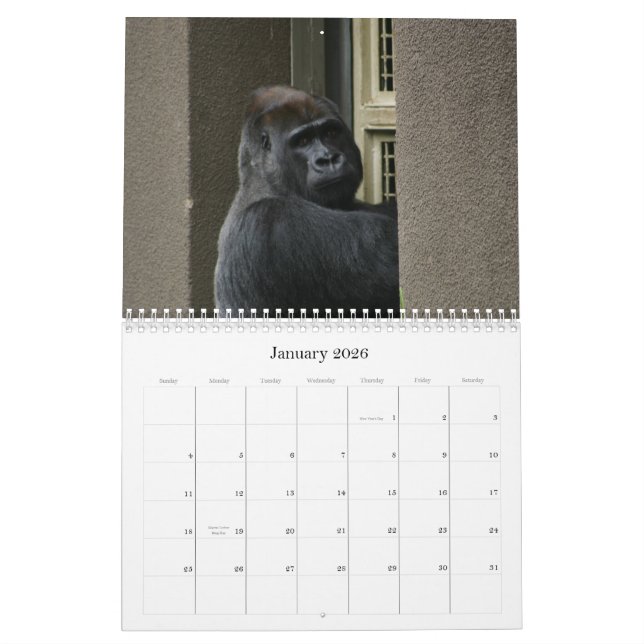Calendrier M. Silverback (Jan 2026)