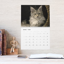 Maine Coon Cats | Main Coon Life