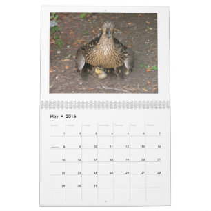 Calendrier Mallard Duckings