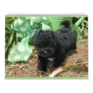 Calendrier maltais de chiot de Maltipoo
