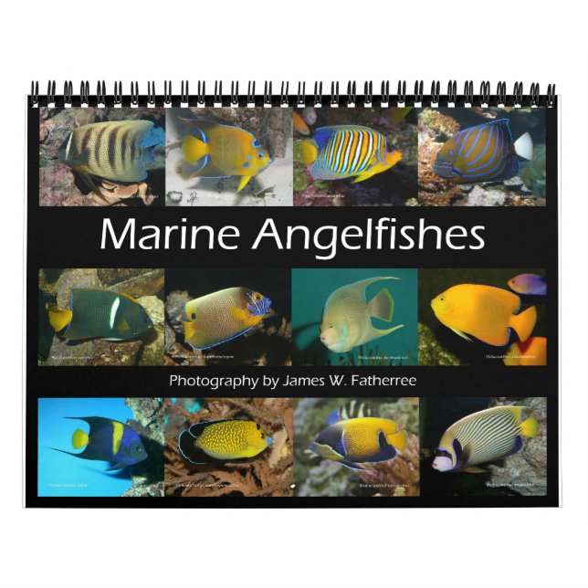 Calendrier Marine Angelfishes Wall Calendar de J.W. Patrie (Protection)