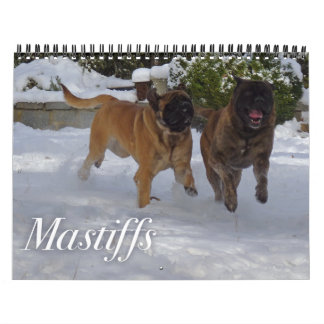 Calendrier Mastiffs