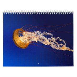 Calendrier Méduses