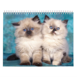 Calendrier mignon de chatons