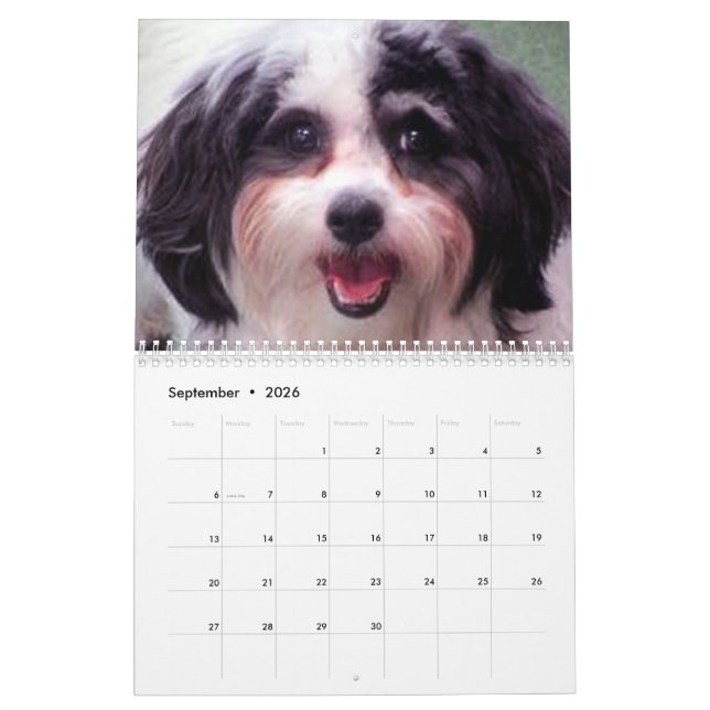 Calendrier mignon de chien de 2020 K-ECO Zuchon (Sep 2026)
