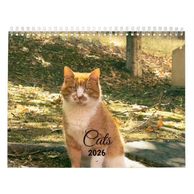 Calendrier Modern Cute Funny Pet Kitten Cat Photos Calendar (Protection)