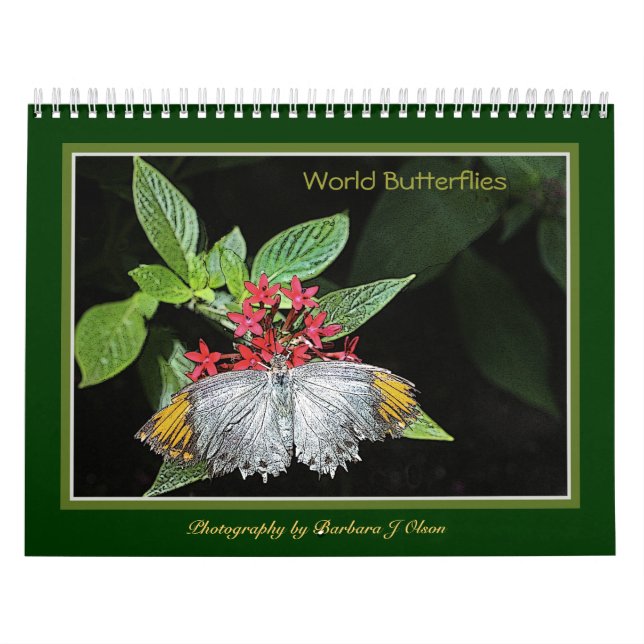 * calendrier mural 2019 de papillons du monde (Protection)