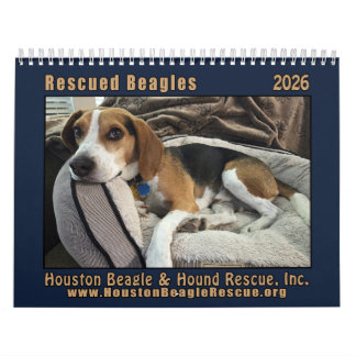 Calendrier Mural 2026 Chiots Beagles SauvÃs