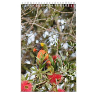 CALENDRIER MURAL ARC-EN-CIEL LORIKEET QUEENSLAND RURAL AUSTRALIE