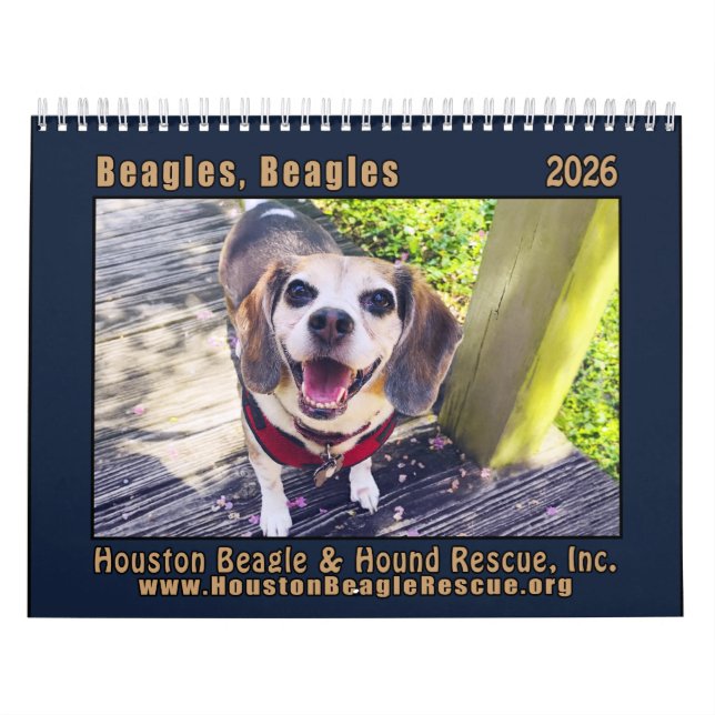 Calendrier mural Beagles Beagles 2026 (Protection)