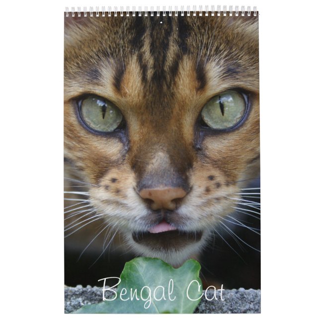 Calendrier Mural Beau Bengale Bengale Chats 2025 (Protection)