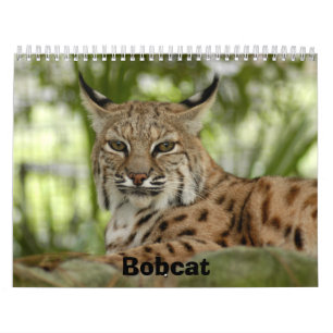 Calendrier Mural BobcatBCR031, chat sauvage