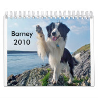 Border collie 2010