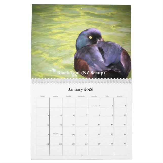 Calendrier Mural Canards de la Nouvelle Zélande (Jan 2026)