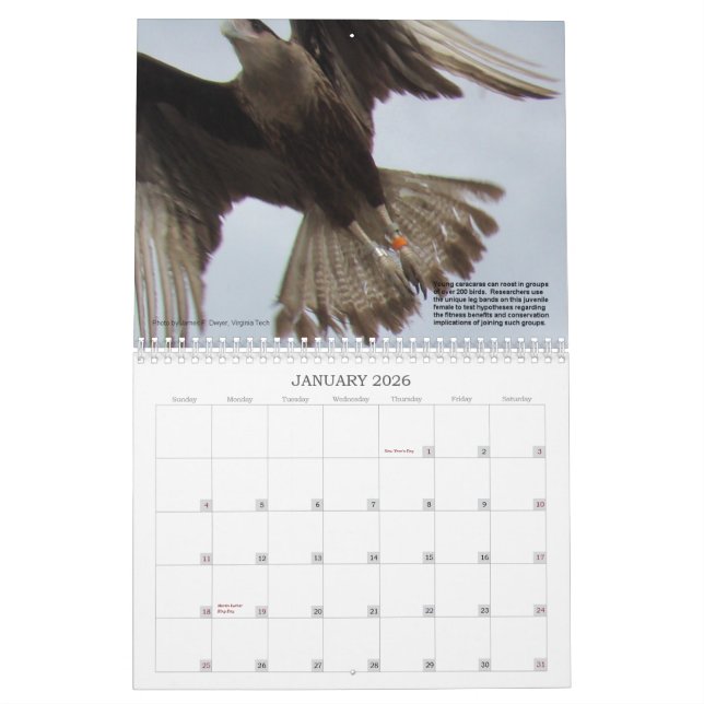 Calendrier Mural Caracaras de la Floride (Jan 2026)
