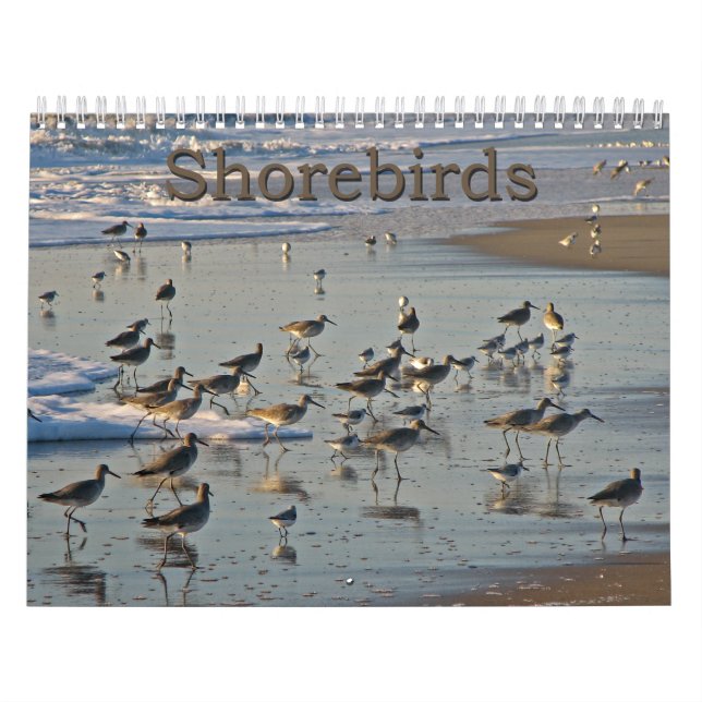 Calendrier Mural Charadriidés atlantiques (Protection)