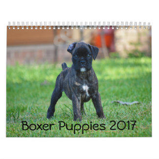 Calendrier Mural Chiots 2017 de boxeur
