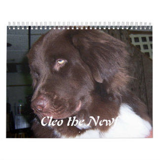 Calendrier Mural Cleo le chien de Terre-Neuve